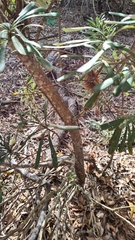 Banksia integrifolia compar