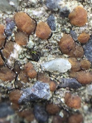 Protoblastenia rupestris