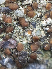 Protoblastenia rupestris