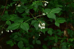 Staphylea bumalda