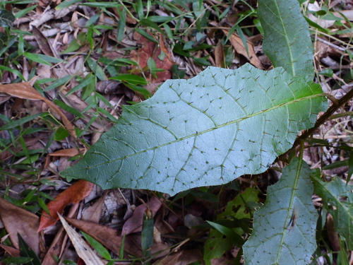 Solanum magnifolium