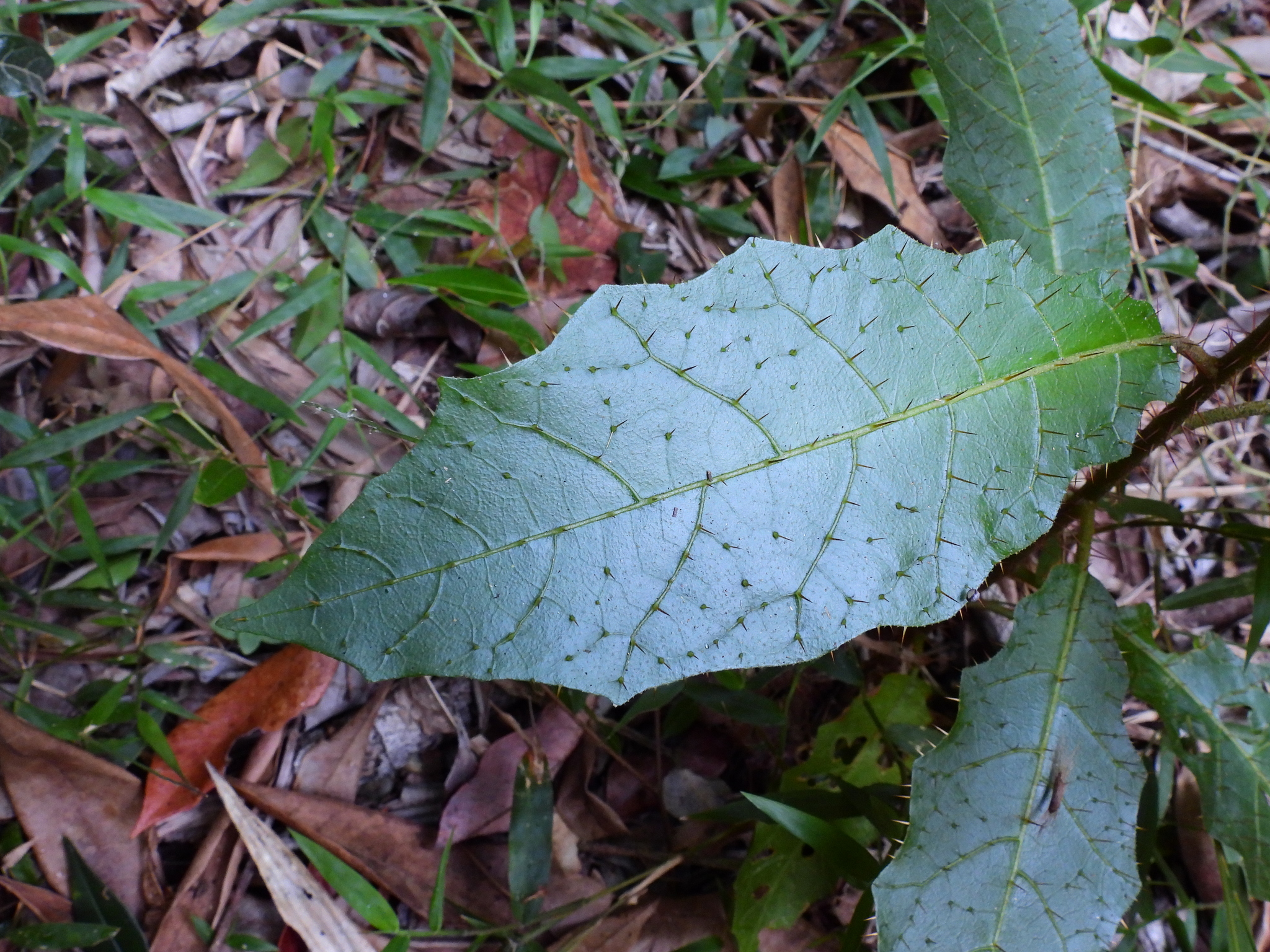 Solanum magnifolium
