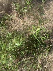 Myoporum acuminatum