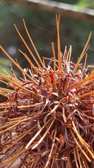 Banksia integrifolia compar