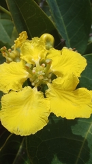 Stigmaphyllon ciliatum