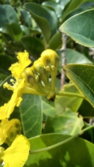 Stigmaphyllon ciliatum