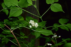 Staphylea bumalda