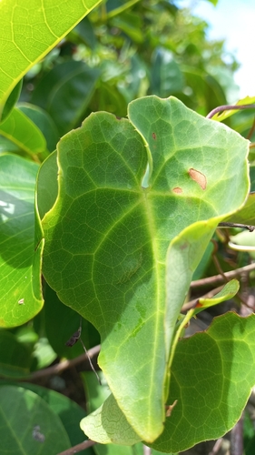 Image of Golden Vine (Stigmaphyllon ciliatum) by (c) JG, some rights reserved (CC BY)
