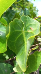 Stigmaphyllon ciliatum