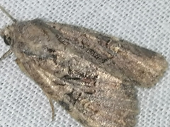 Mesoligia furuncula
