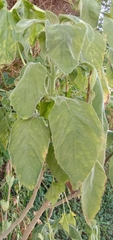 Blumea balsamifera