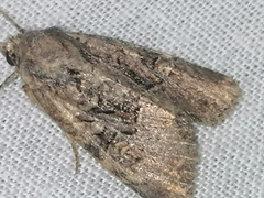 Mesoligia furuncula