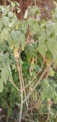 Blumea balsamifera