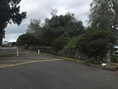 Protoblastenia rupestris