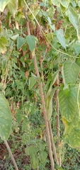 Blumea balsamifera