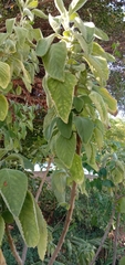 Blumea balsamifera