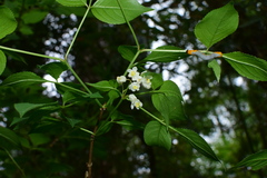 Staphylea bumalda