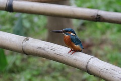 Alcedo atthis