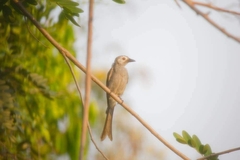 Dicrurus leucophaeus leucogenis