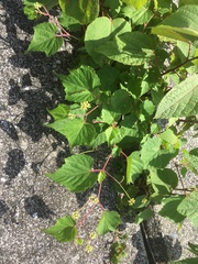 Ampelopsis glandulosa heterophylla