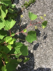 Ampelopsis glandulosa heterophylla