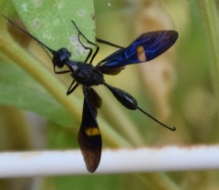 Pristaulacus fasciatus