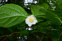 Calycanthus chinensis