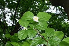 Calycanthus chinensis