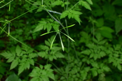 Osmorhiza aristata