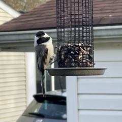 Poecile atricapillus