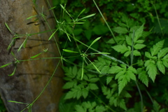 Osmorhiza aristata