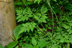 Osmorhiza aristata