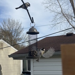 Poecile atricapillus