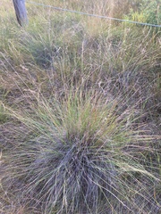 Festuca campestris