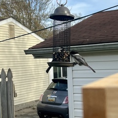 Poecile atricapillus