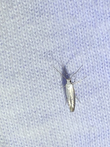 Speckled Argyresthia Moth photo 3