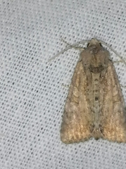 Mesoligia furuncula