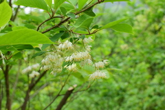 Pterostyrax corymbosus