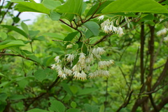 Pterostyrax corymbosus