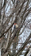 Melanerpes carolinus
