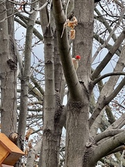 Melanerpes carolinus