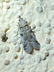 Laetilia dilatifasciella
