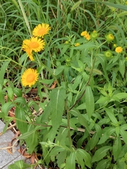 Inula japonica