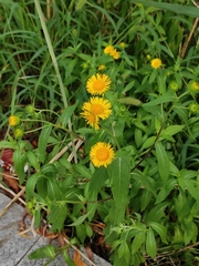 Inula japonica