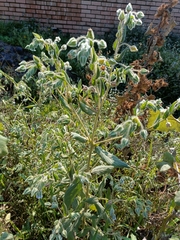 Trichodesma zeylanicum