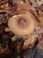 Amanita sororcula