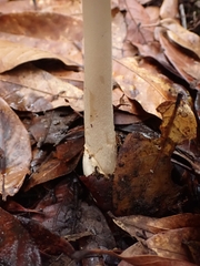 Amanita sororcula
