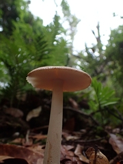 Amanita sororcula