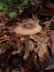 Amanita sororcula