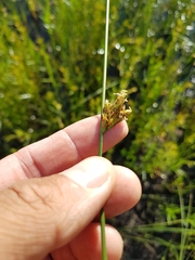 Schoenoplectus torreyi